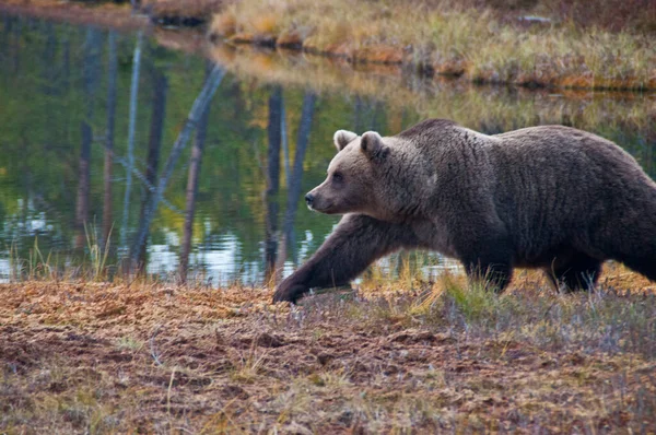 Finlandiya Nın Kainuu Bölgesinde Kahverengi Bir Ayı — Stok fotoğraf