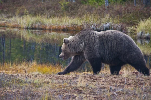 Finlandiya Nın Kainuu Bölgesinde Kahverengi Bir Ayı — Stok fotoğraf