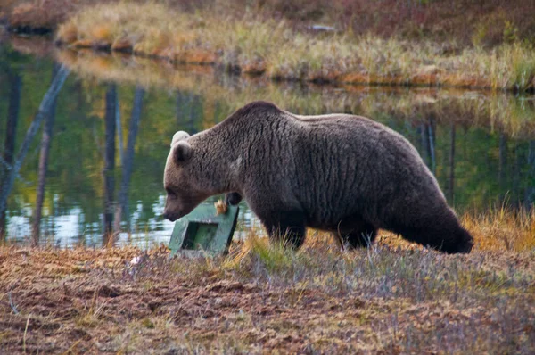 Medvěd Hnědý Oblasti Kainuu Finsko — Stock fotografie