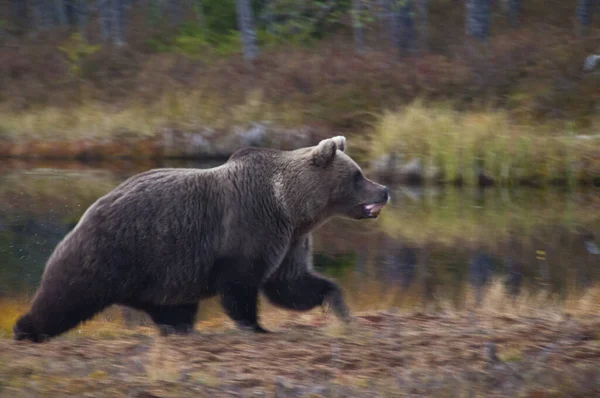 Finlandiya Nın Kainuu Bölgesinde Kahverengi Bir Ayı — Stok fotoğraf