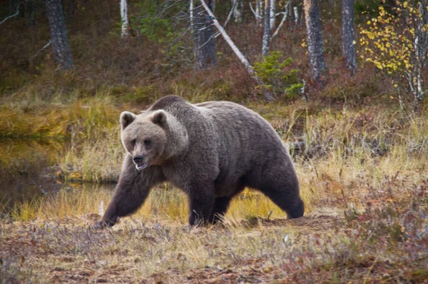 Finlandiya Nın Kainuu Bölgesinde Kahverengi Bir Ayı — Stok fotoğraf