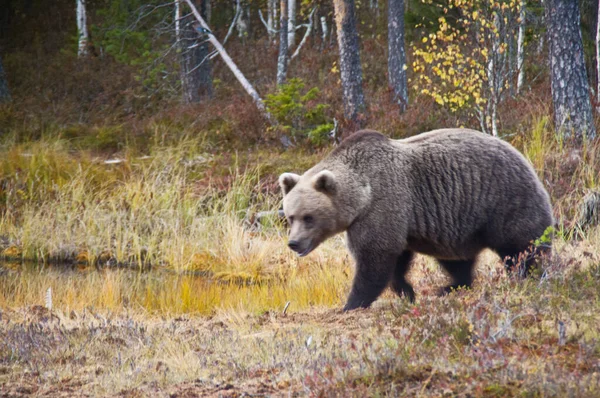 Finlandiya Nın Kainuu Bölgesinde Kahverengi Bir Ayı — Stok fotoğraf