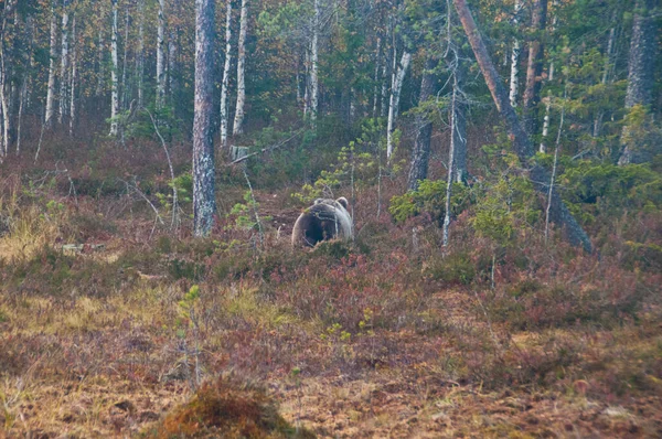 Finlandiya Nın Kainuu Bölgesinde Kahverengi Bir Ayı — Stok fotoğraf