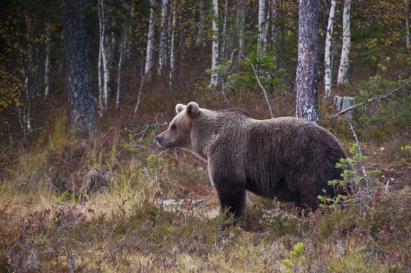 Egy Barna Medve Finn Kainuu Régióban — Stock Fotó