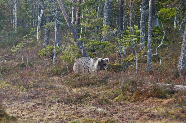 Egy Barna Medve Finn Kainuu Régióban — Stock Fotó