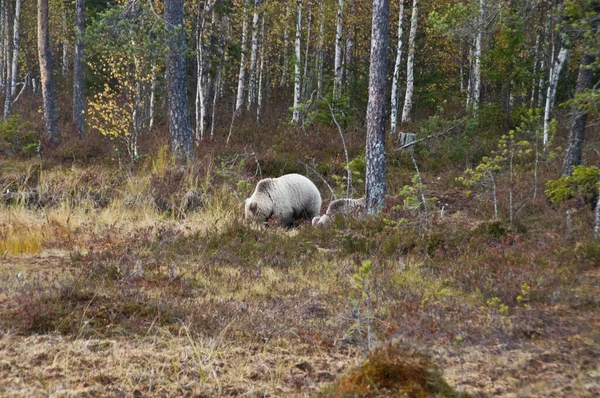 Finlandiya Nın Kainuu Bölgesinde Kahverengi Bir Ayı — Stok fotoğraf