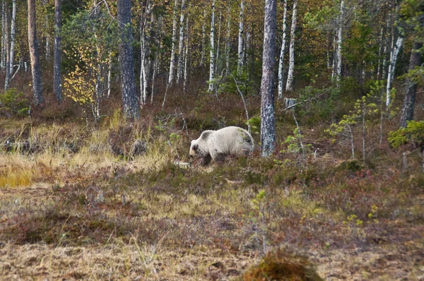 Finlandiya Nın Kainuu Bölgesinde Kahverengi Bir Ayı — Stok fotoğraf