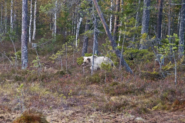 Finlandiya Nın Kainuu Bölgesinde Kahverengi Bir Ayı — Stok fotoğraf