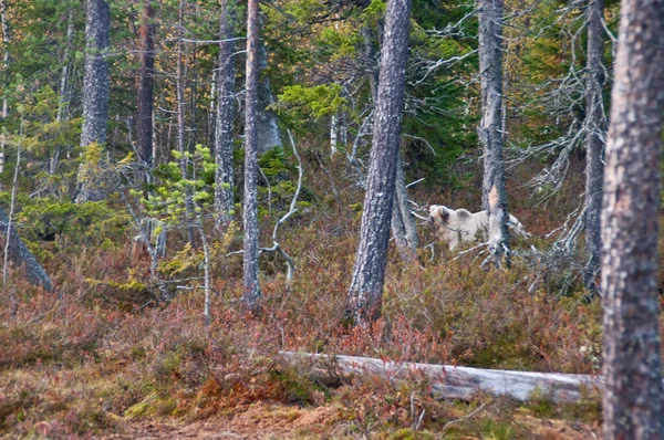 Finlandiya Nın Kainuu Bölgesinde Kahverengi Bir Ayı — Stok fotoğraf