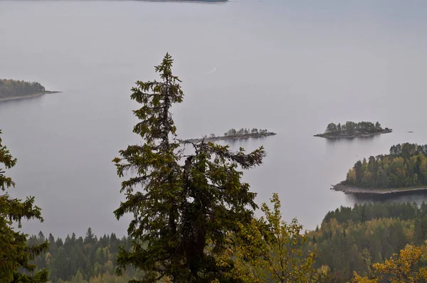 Pine Trees Region North Karelia Finland — Stock Photo, Image