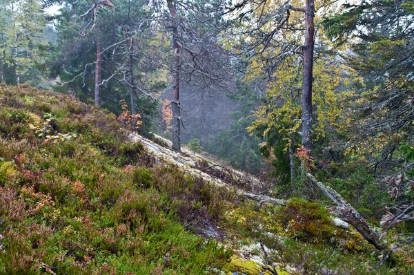 Сосновый Лес Северной Карелии Финляндия — стоковое фото