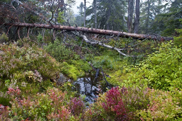 Tallskog Norra Karelen Finland — Stockfoto