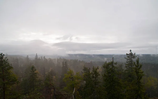 Δάσος Πεύκου Στην Περιοχή Της Βόρειας Καρελίας Φινλανδία — Φωτογραφία Αρχείου