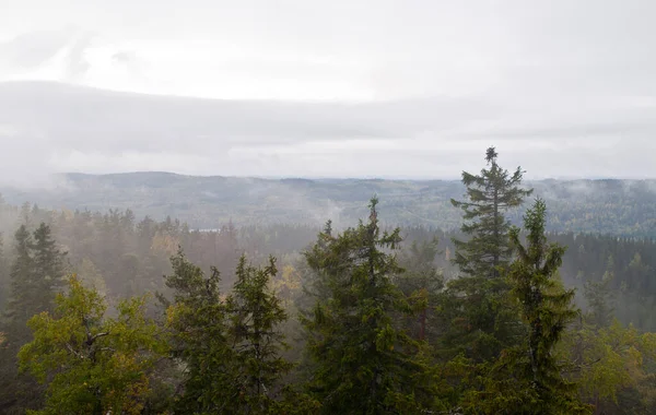 Bosque Pinos Región Karelia Del Norte Finlandia —  Fotos de Stock