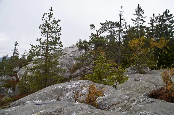 Finlandiya 'nın Kuzey Karelya bölgesindeki çam ormanı
