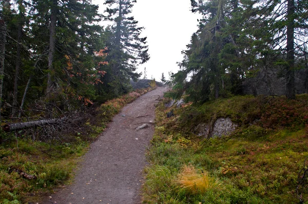 Forêt Pins Dans Région Carélie Nord Finlande — Photo