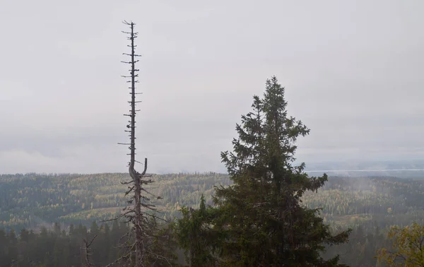 Finlandiya Nın Kuzey Karelya Bölgesindeki Çam Ormanı — Stok fotoğraf