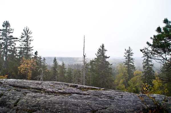 Tallskog Norra Karelen Finland — Stockfoto