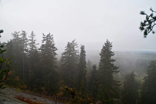 Tallskog Norra Karelen Finland — Stockfoto