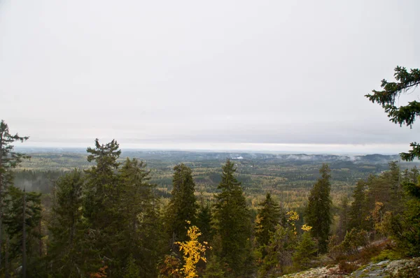 Kiefernwald Der Region Nordkarelien Finnland — Stockfoto