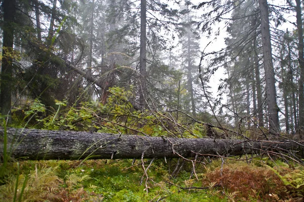 Tallskog Norra Karelen Finland — Stockfoto