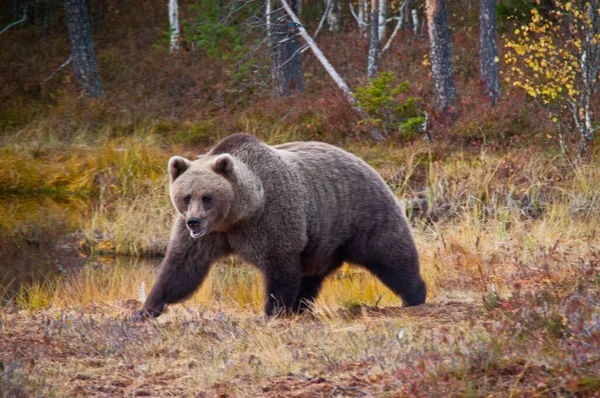 Бурий Ведмідь Районі Каюу Фінляндія Ліцензійні Стокові Фото