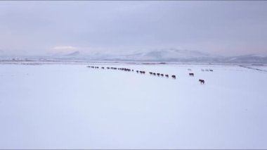 Kapadokya Bölgesi Kapadokya Vadisi 'nde Atların Hava Görüntüsü, Kayseri Türkiye