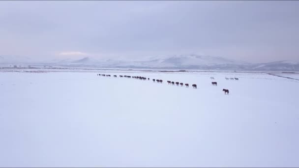 Vista aérea de cavalos em Snow Capped Valley da região da Capadócia, Kayseri Turquia — Vídeo de Stock