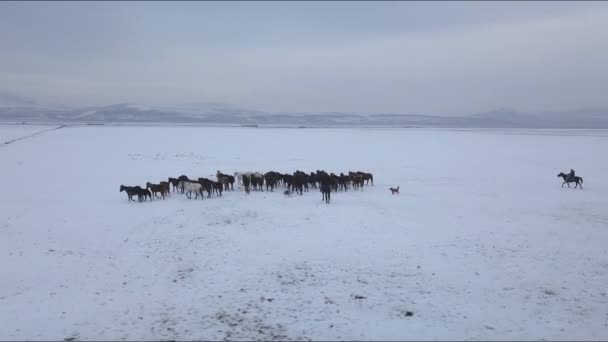 Vista aérea do rebanho de cavalos e pastores no vale nevado em Kayseri. Capadócia — Vídeo de Stock