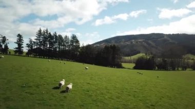 Yeni Zelanda 'nın Koyun Manzarası' nda Koyun Bakışı. Pasture ve Yaz Gökyüzü
