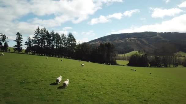 新西兰风景中的羊的空中景观。牧草及夏日天空 — 图库视频影像