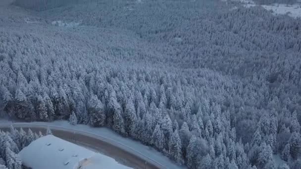 乌卢达格的空中白雪覆盖了长青森林.土耳其Ski Resort Bursa省 — 图库视频影像