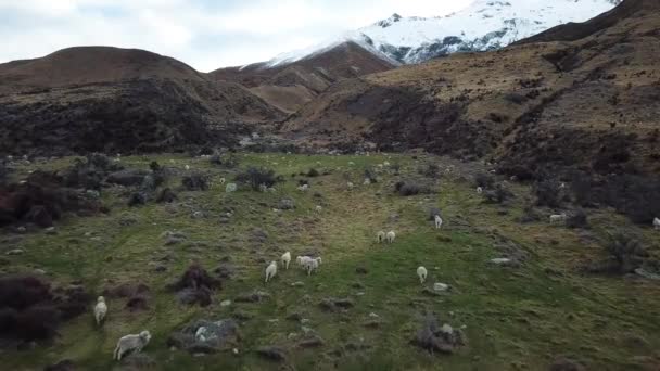 Vista aérea das ovelhas na pastagem na encosta sob Mount Cook, Nova Zelândia — Vídeo de Stock
