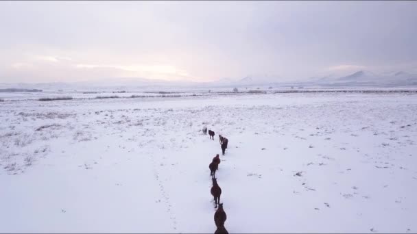 Flygfoto över hästbesättningen på snöig stig i Kayseri regionen, Turkiet — Stockvideo