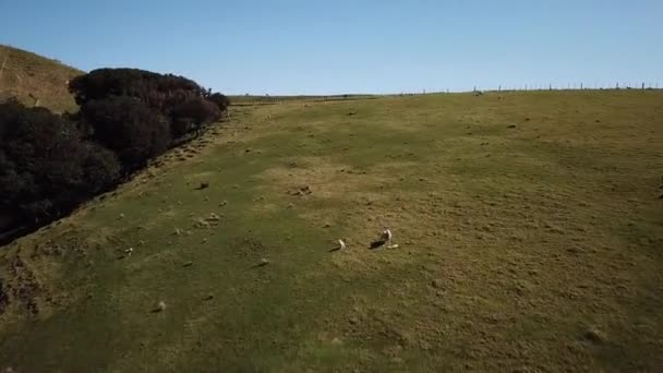 Letecký pohled Ovce na stráni pastviny na Novém Zélandu, Severní ostrov — Stock video