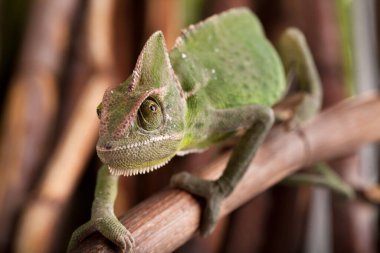 Bambu çubuğunda yürüyen yeşil bukalemunun yakın çekimi. Arka planda doğal ortam.