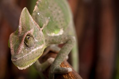 Bambu çubuğunda yürüyen yeşil bukalemunun yakın çekimi. Arka planda doğal ortam.