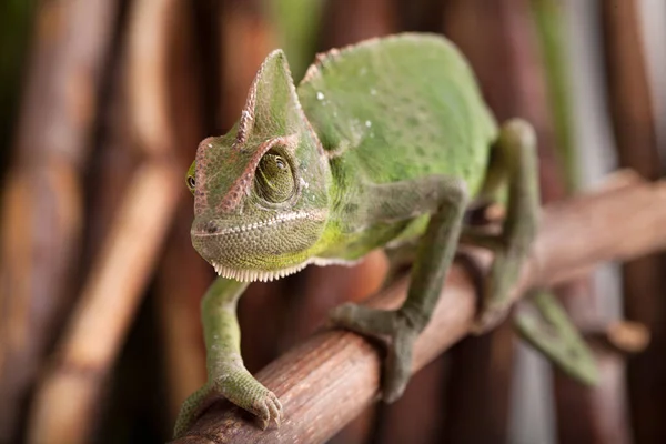 Closeup Green Chameleon Walking Bamboo Stick Natural Environment Background — Stock Photo, Image