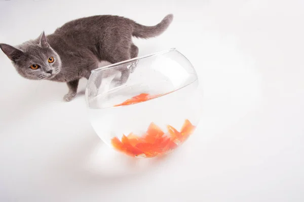 Cat Goldfish Isolated White Backgorund — Stock Photo, Image