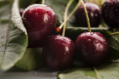 Doğal arka planda taze kiraz üzerine yağmur damlaları. Detali dilinde vahşi gean.