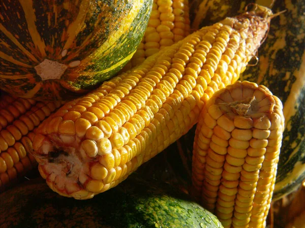 Zbliżenie Mieszanej Kukurydzy Zielonej Dyni Szczegóły Dotyczące Kolby Kukurydzianej Leżącej — Zdjęcie stockowe