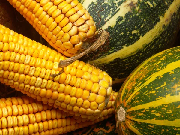 Close Van Gemengde Maïskolf Groene Pompoen — Stockfoto