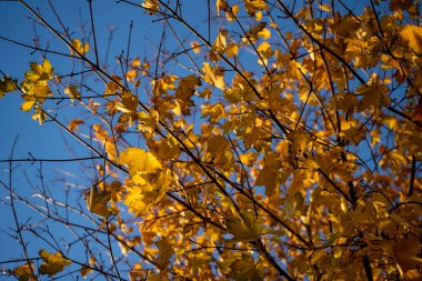 Güneşli ve rüzgarlı bir günde ağaçta sonbahar yaprakları. Arka planda parlak mavi gökyüzü. Altın saat. Sonbahar sezonu yaklaşıyor. Mavi gökyüzüne karşı sonbahar yaprakları ayrıntılı olarak