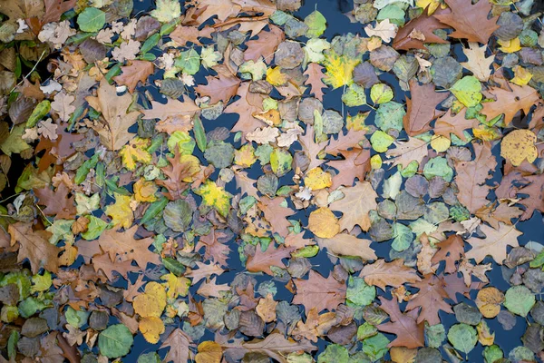 시즌이 다가오고 있습니다 낙엽이 자세히 묘사되어 — 스톡 사진