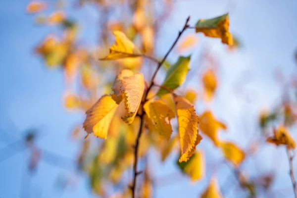 Foglie Autunno Albero Giorno Soleggiato Ventoso Cielo Blu Brillante Sullo — Foto Stock