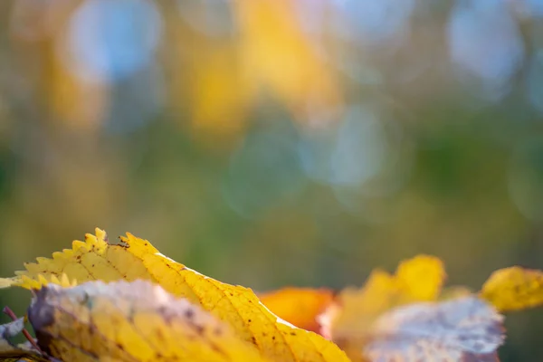 Podzimní Sezóna Zblízka Podzimní Listí Detailně Opouští Modré Nebe — Stock fotografie