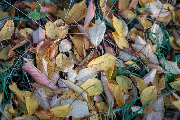 Stagione Autunnale Primo Piano Vista Superiore Delle Foglie Autunnali — Foto Stock