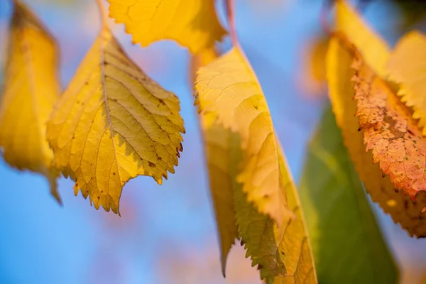 Foglie Autunno Albero Giorno Soleggiato Ventoso Cielo Blu Brillante Sullo — Foto Stock