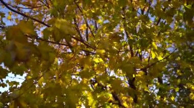 Güneşli sonbahar gününde renkli bir ağaç. Arka planda mavi gökyüzü. Rüzgarlı ve güneşli hava ağır çekimde