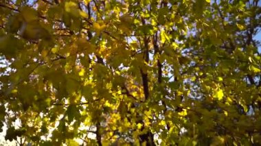 Güneşli sonbahar gününde renkli bir ağaç. Arka planda mavi gökyüzü. Rüzgarlı ve güneşli hava ağır çekimde